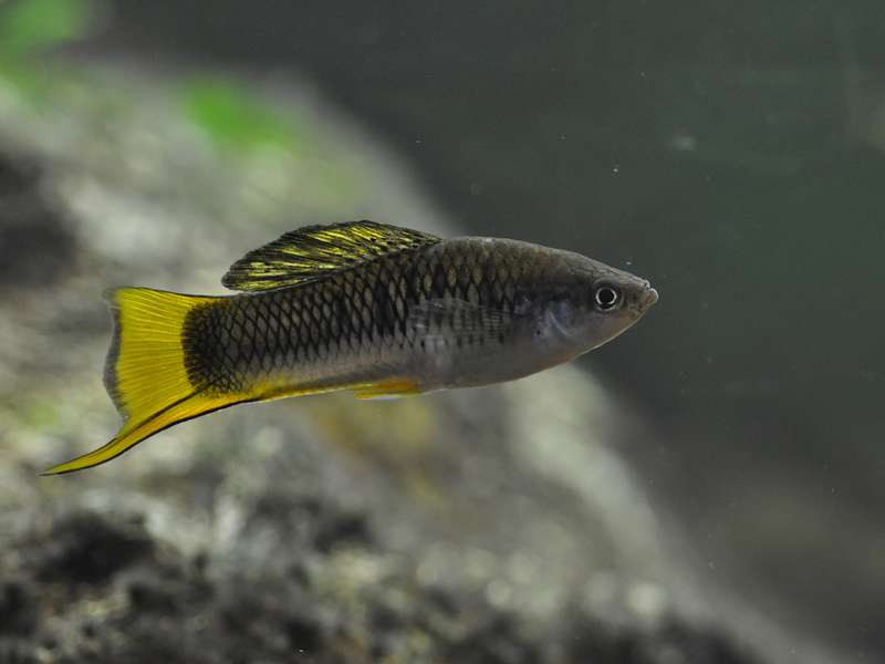Male X. malinche, a small dark fish with bright yellow fins and swordtail, swims in a laboratory tank.