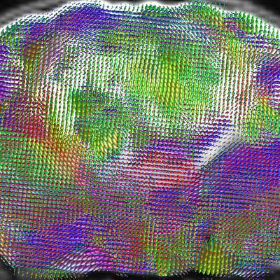 Coronal MRI of a mouse brain overlaid with multicolored diffusion tensor ellipsoids mapping white-matter fiber orientations.