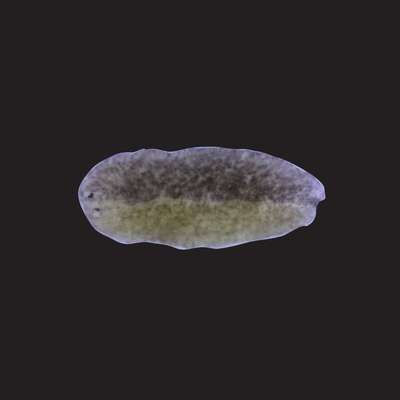 Microscopic view of a flatworm, showing its oval shape and varying shades of green and gray.