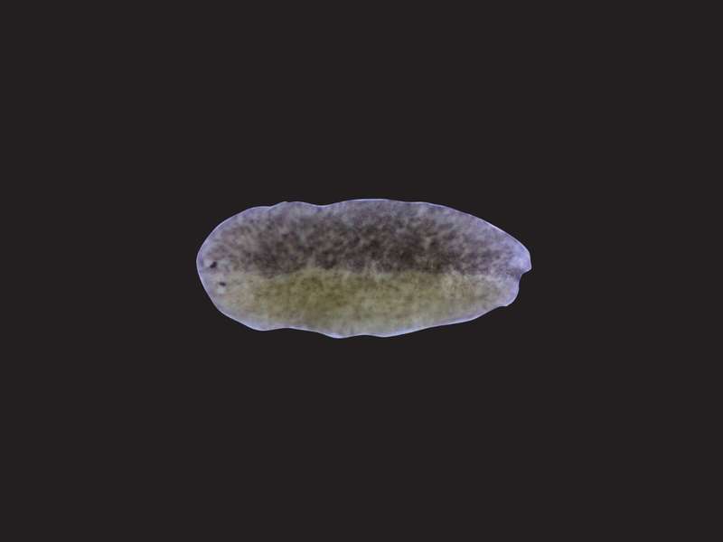 Microscopic view of a flatworm, showing its oval shape and varying shades of green and gray.