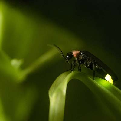 A firefly with a glowing yellow-green tail rests on a curved blade of grass in the dark.