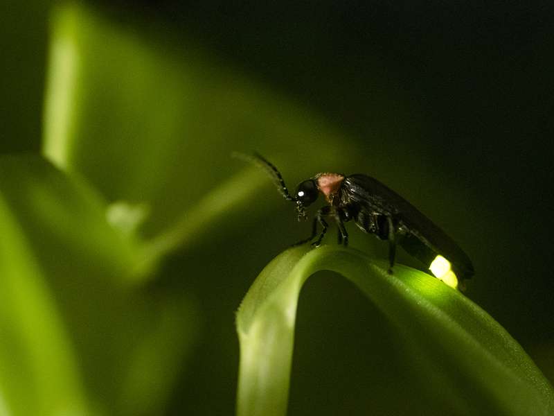A firefly with a glowing yellow-green tail rests on a curved blade of grass in the dark.