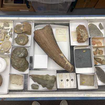 A drawer holds dozens of labeled fossil specimens, including ammonites, corals, shells, and a large curved tooth.
