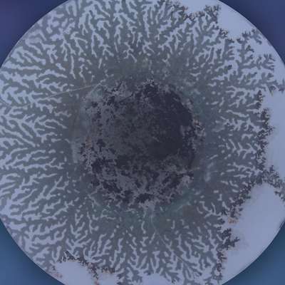 Branching lithium deposits spread across a circular battery electrode, mapping how metal grows unevenly during charging.