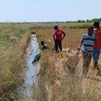 Several individuals work in a grassy field near a narrow water channel, using nets and equipment for fishing or gathering.