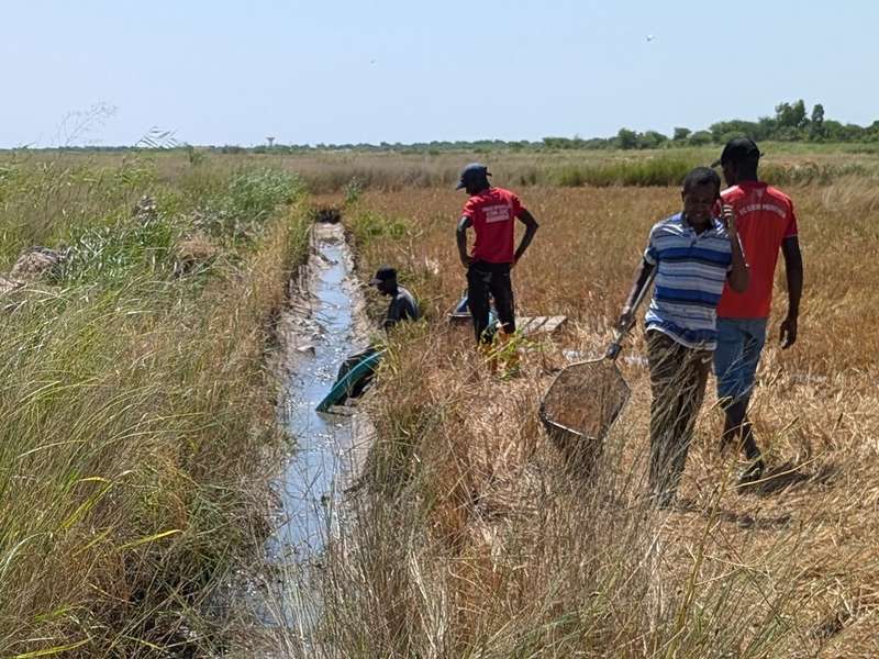Several individuals work in a grassy field near a narrow water channel, using nets and equipment for fishing or gathering.
