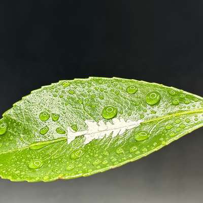 Tweezers hold a water-beaded green leaf with a white, tree-like shape on its surface against a dark background.
