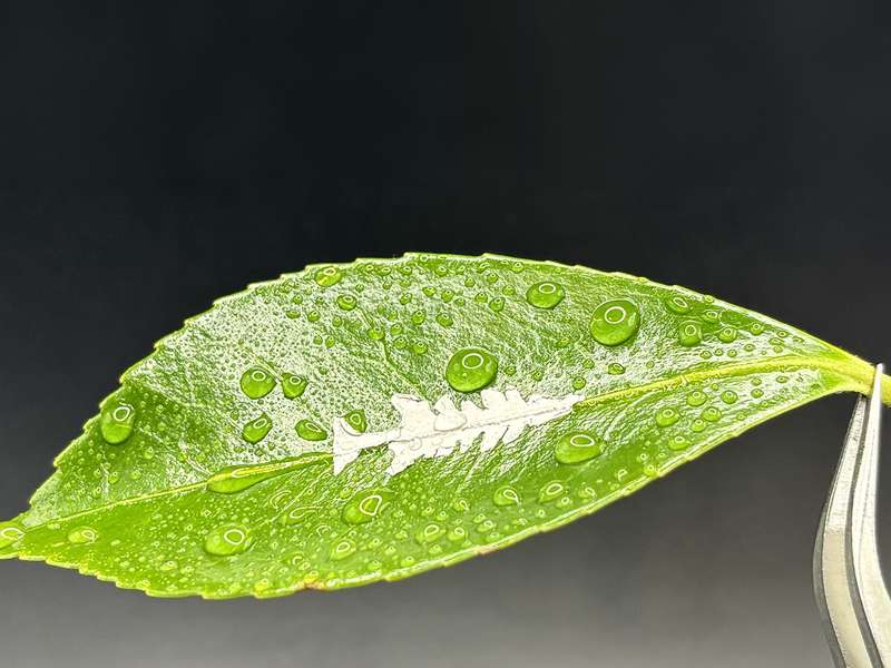 Tweezers hold a water-beaded green leaf with a white, tree-like shape on its surface against a dark background.