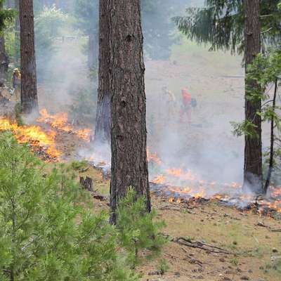 Prescribed fire in a California forest