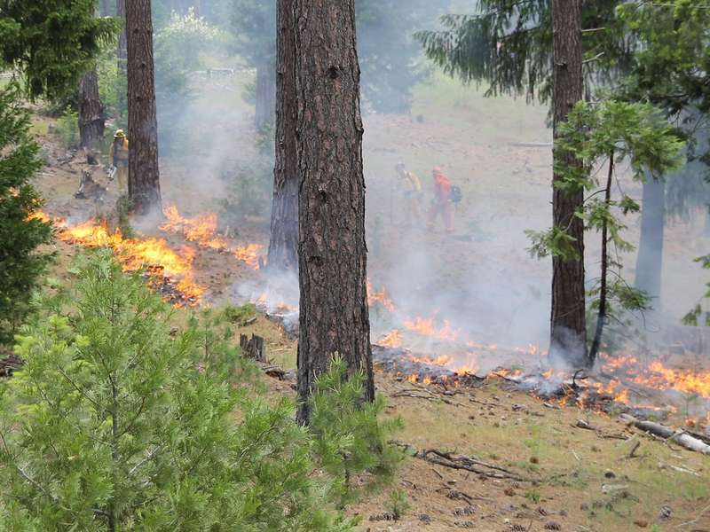 Prescribed fire in a California forest