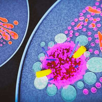 Colorful illustration of cellular structures showing various organelles in a vibrant, abstract design.