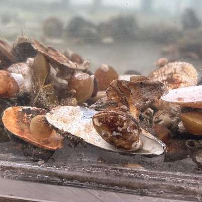 Clams and shells clustered on the sediment floor of a tank, seen through the glass underwater.