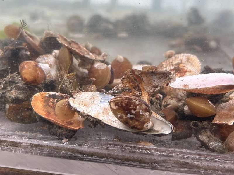 Clams and shells clustered on the sediment floor of a tank, seen through the glass underwater.