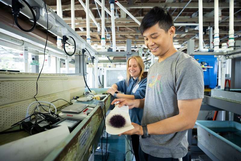 Two students working at Hopkins Marine station look at a purple sea urchin as one of the students holds it with a small cloth.