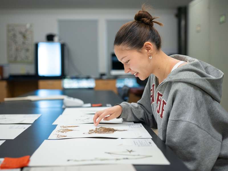 A student examines botanical specimens on a table in a classroom, focused on studying their details and characteristics.