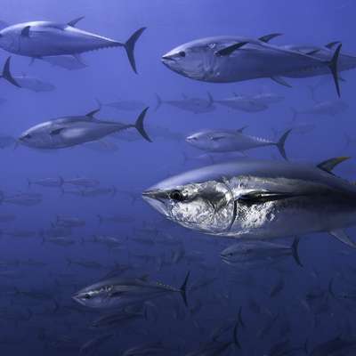 A school of bluefin tuna swims gracefully in clear blue ocean water.