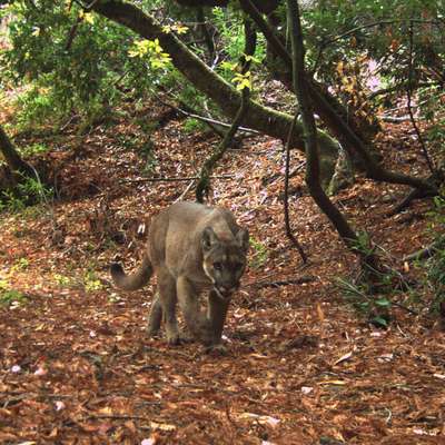 Mountain lion walking over leaf litter through a forest.