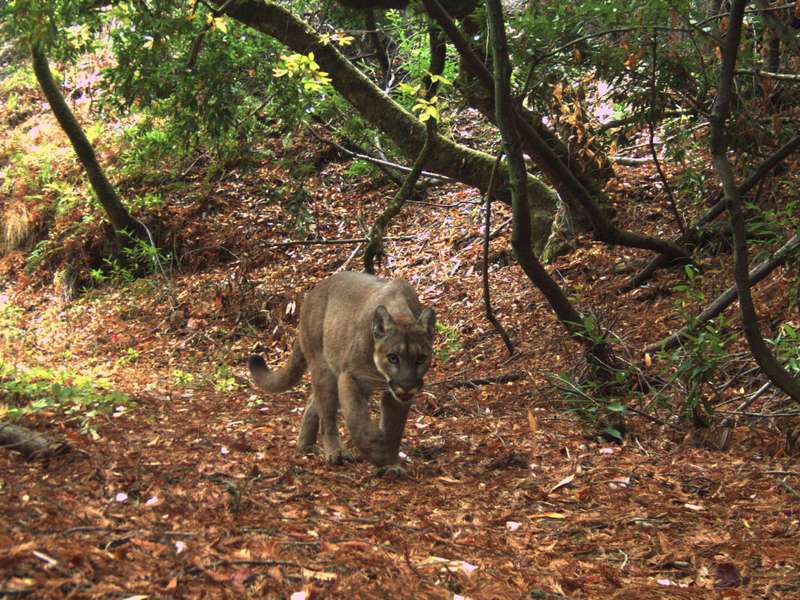 Mountain lion walking over leaf litter through a forest.