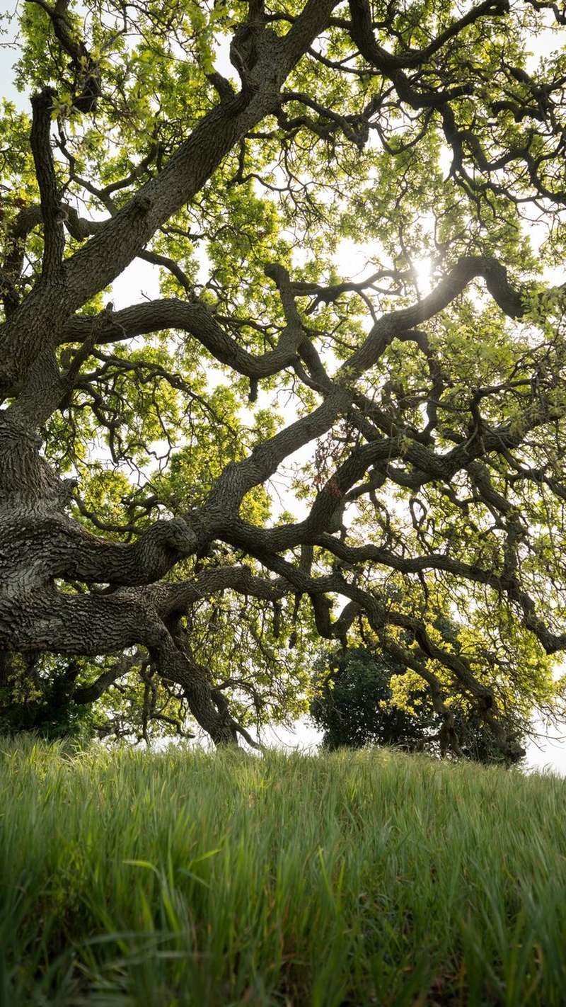 Enormous oak tree in green grass.