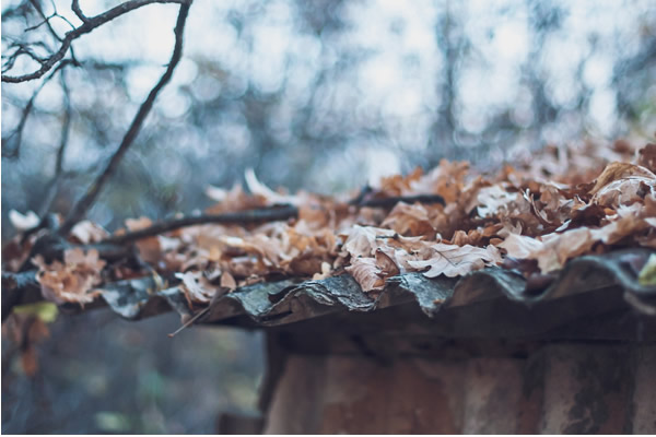 Leaves on a metal shed roof in the woods