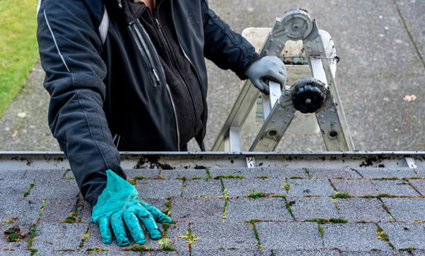 shingles on roof need cleaning