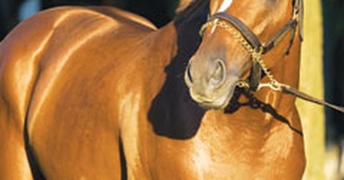 Curlin continues to shine