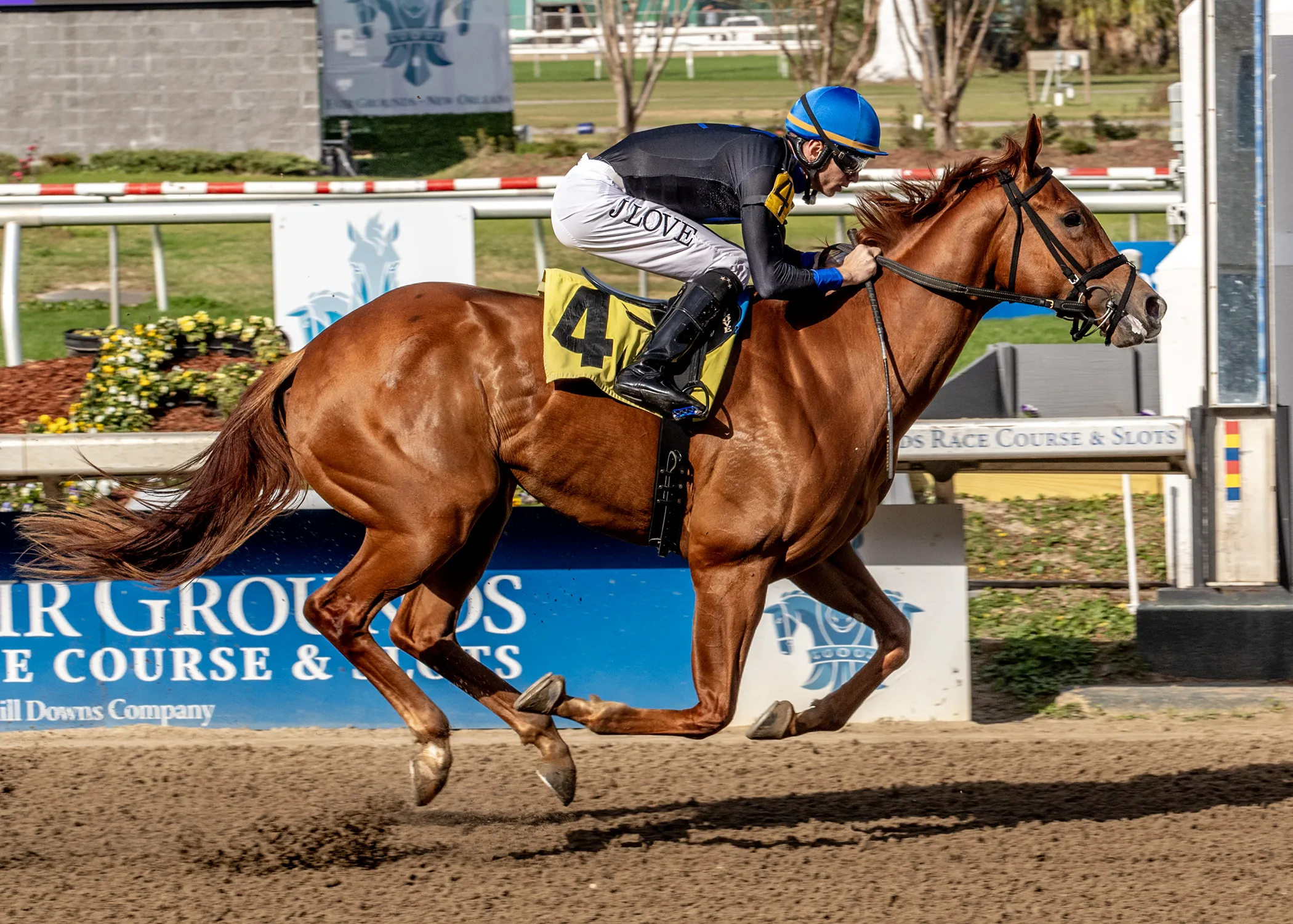 Little Miss Curlin-f_1-3-2026.jpg