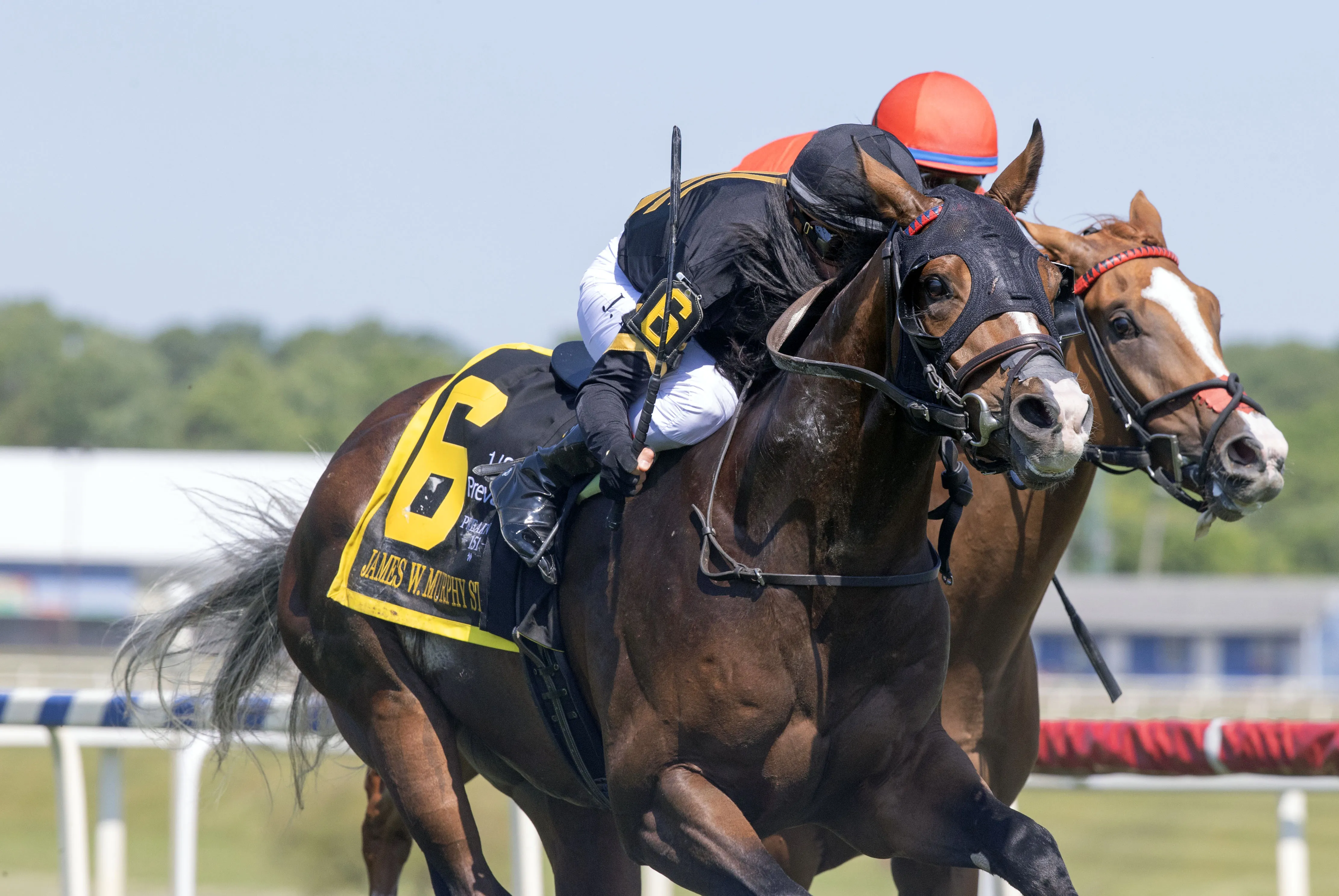 Turf Star.5-16-26.BL_.jpg
