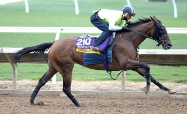 Sarawak Rim being given a test run by new barn