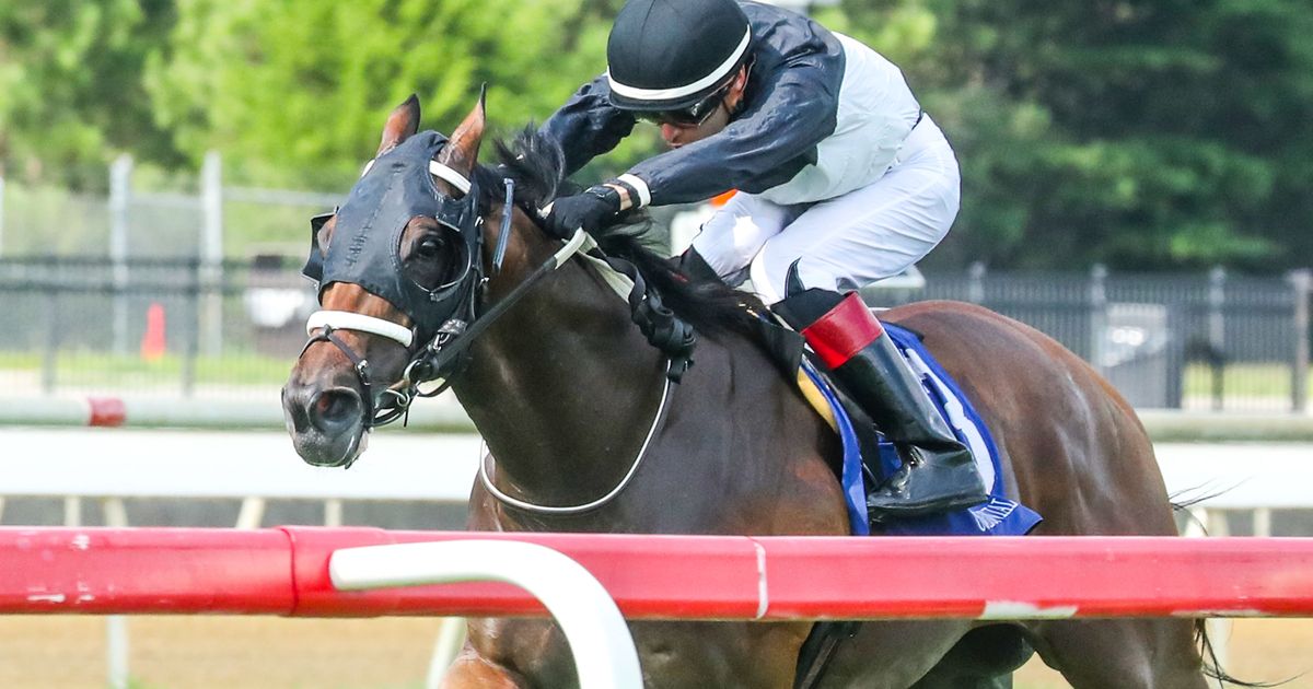 Determined Kingdom takes fourth Punch Line as Trombetta grabs three victories