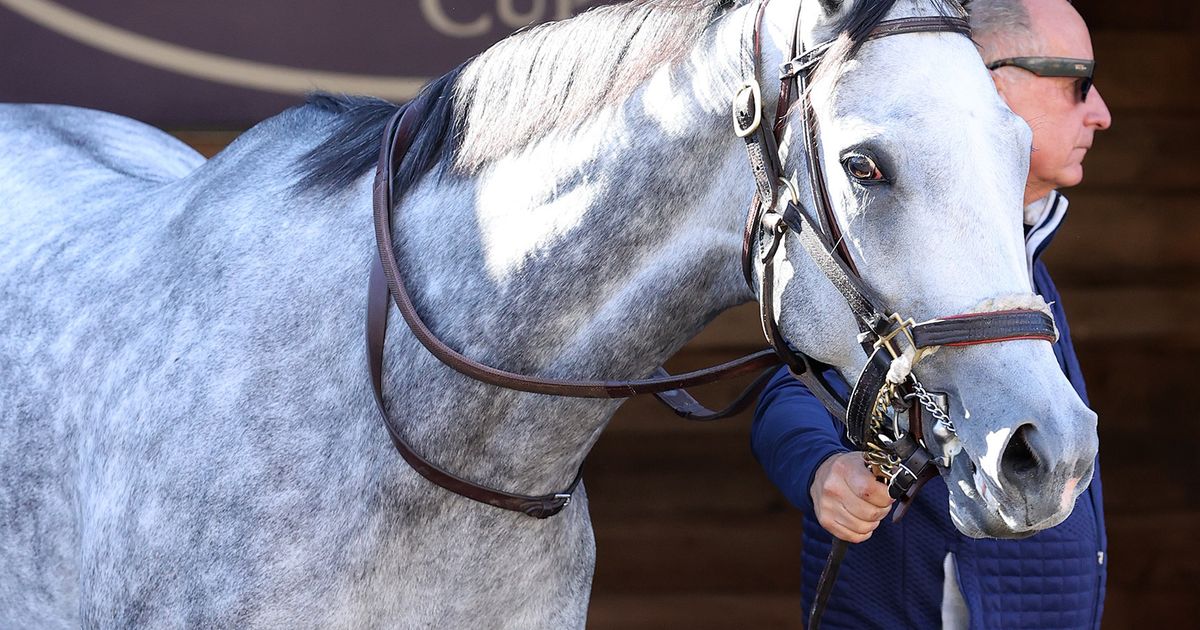 Ag Bullet to bypass Osunitas Stakes
