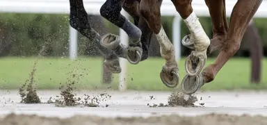 Kentucky study to examine unsoundness level of raceday scratches
