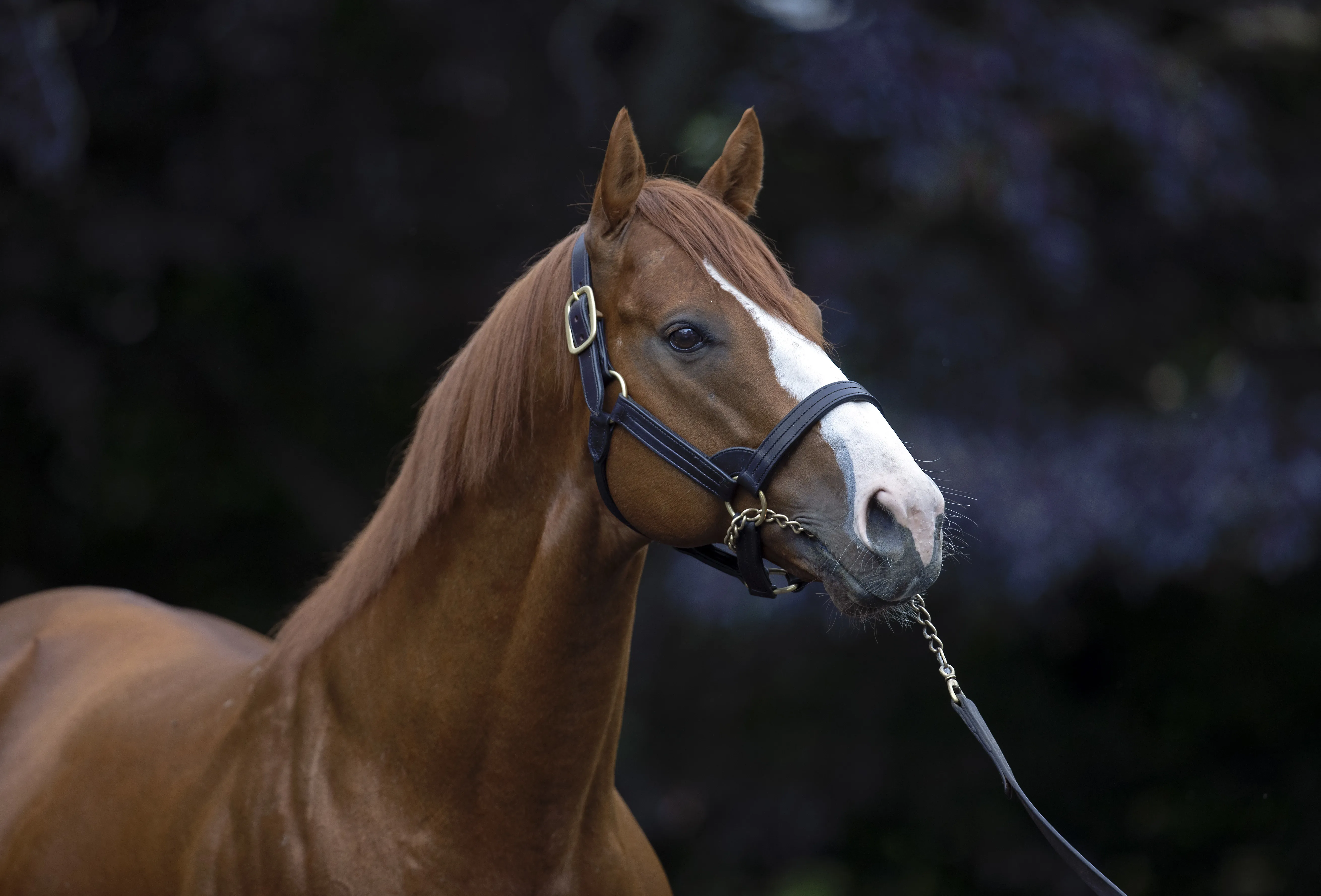 Justify01.5-19-21.BL_.jpg