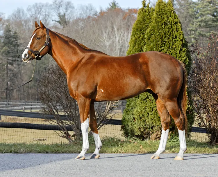 Bucchero at McMahon of Saratoga.BL_.jpg