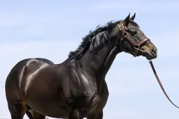 Not This Time threatening Into Mischief's grip on top sire title