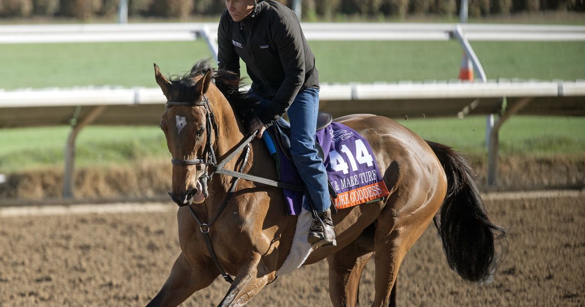 Breeders' Cup Filly and Mare Turf: War Like Goddess gets her perfect ...