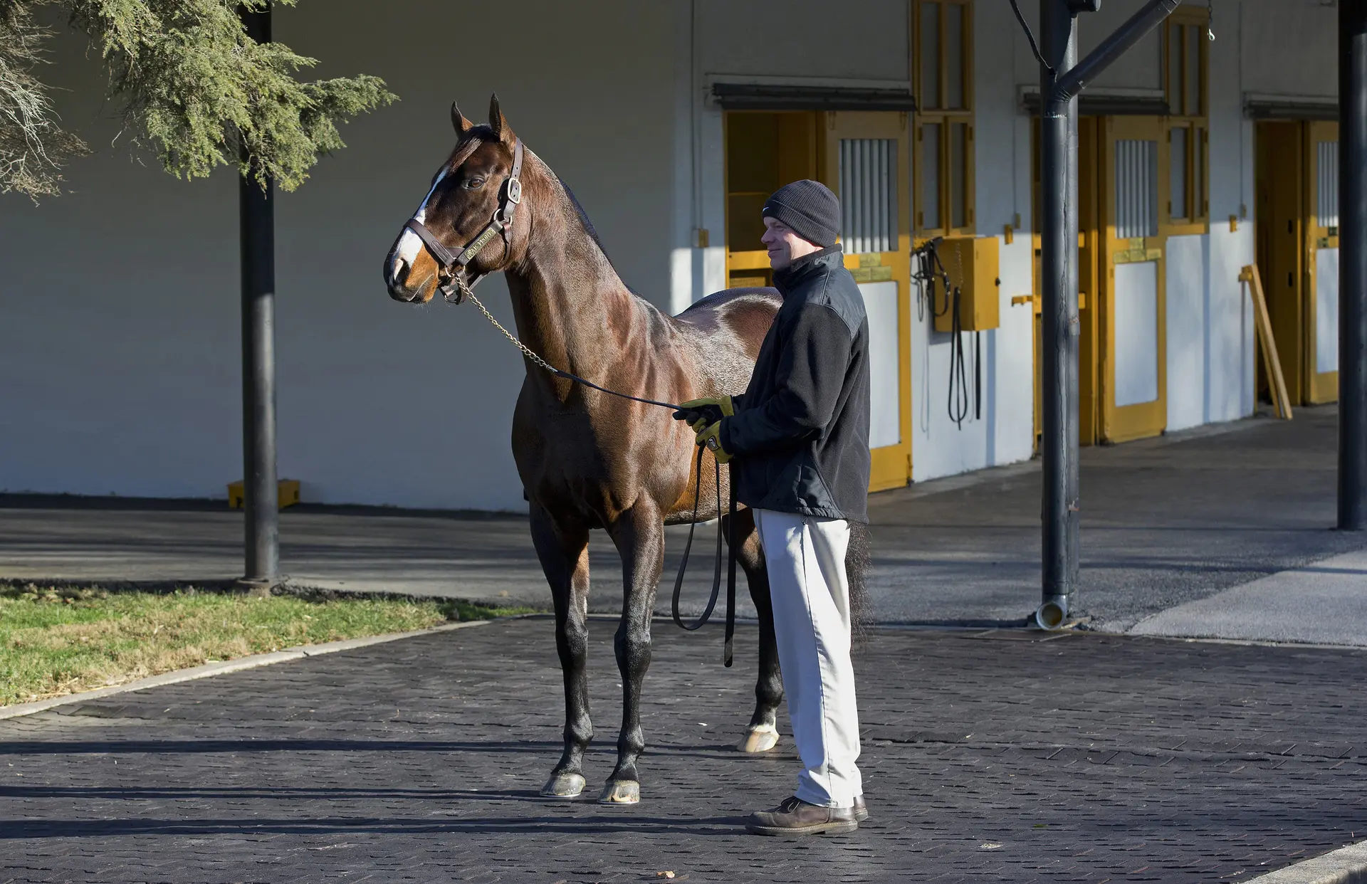 Global stallion War Front pensioned at 24