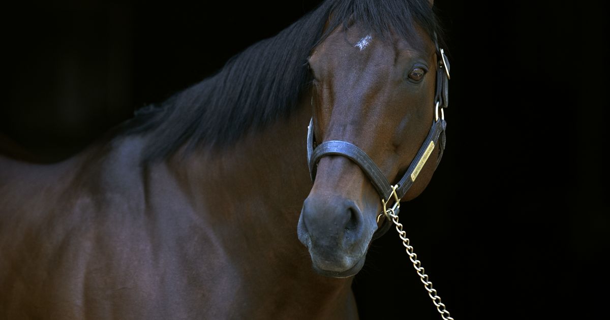 American Pharoah to stand in Japan until U.S. return next summer