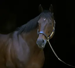 American Pharoah to stand in Japan until U.S. return next summer