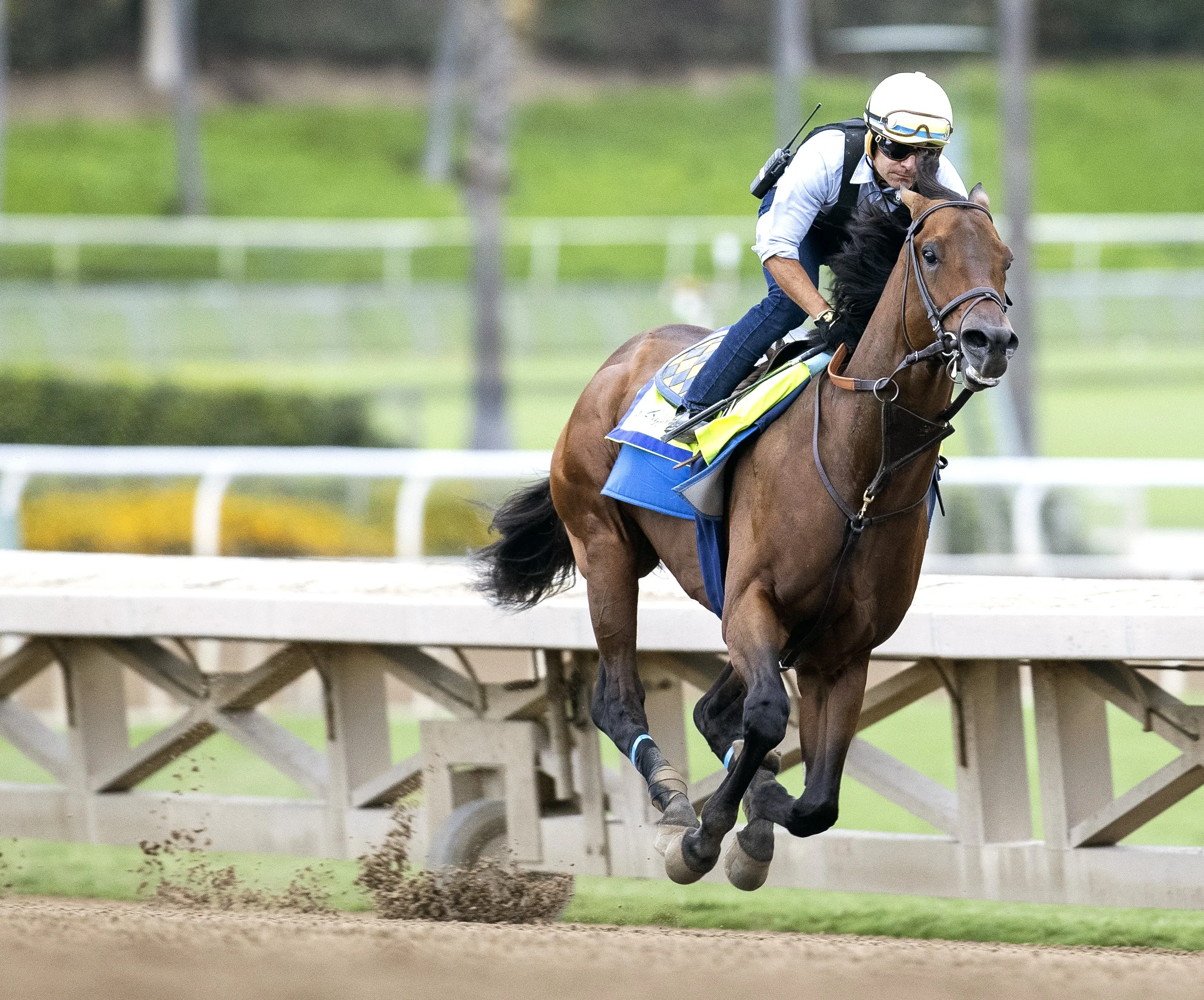 Arabian Knight works at SA Oct 23 2023
