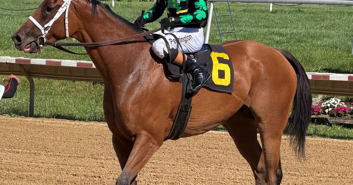 Irish Maxima, a handful in the paddock, regains her cool to take Dashing Beauty