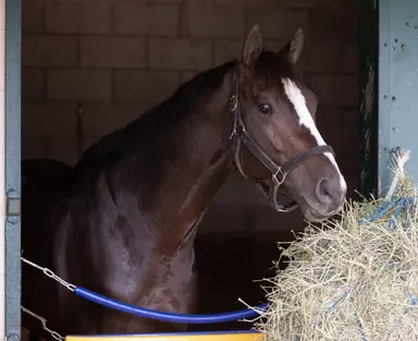 Imagination may join stablemates in Middle East for Riyadh Dirt Sprint