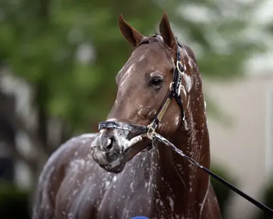 Asmussen saddles pair of millionaires in Colonel E.R. Bradley