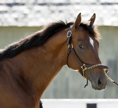 Seeking first win in a year, Journalism heavily favored in San Diego Handicap
