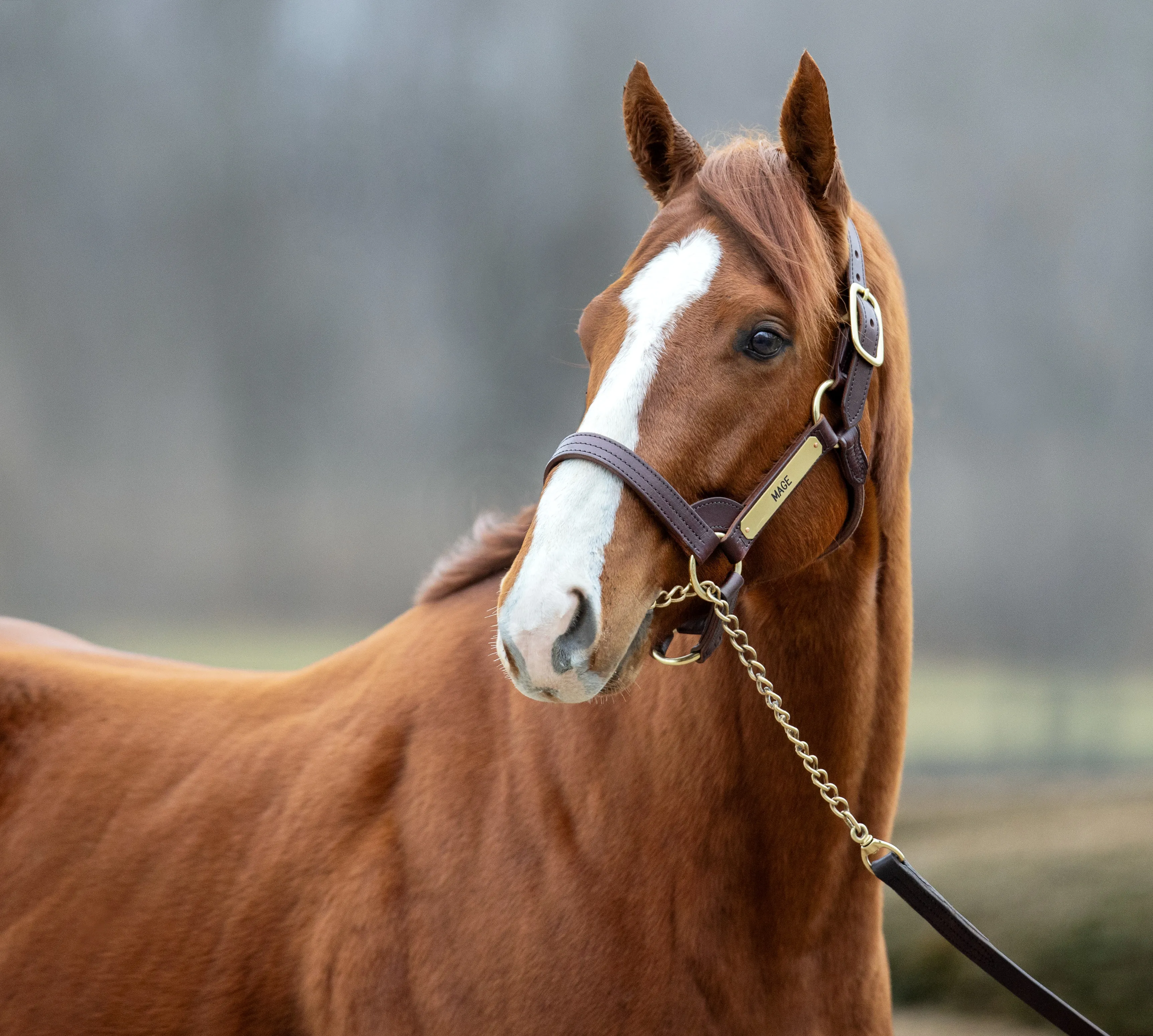 Mage.Airdrie Stud.1-10-24.BL_.jpg