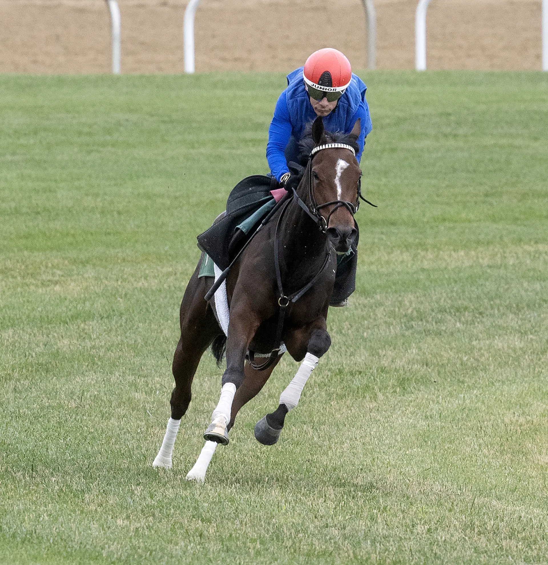 Added ground of Glens Falls should suit Gezora, Speed Shopper