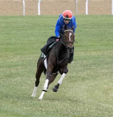 Added ground of Glens Falls should suit Gezora, Speed Shopper