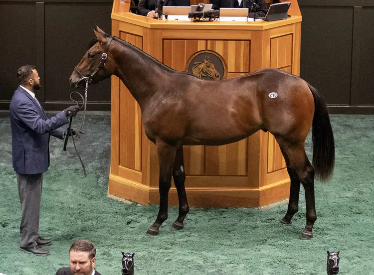 Hip 218.Saratoga sale02.8-5-25.BL_.jpg