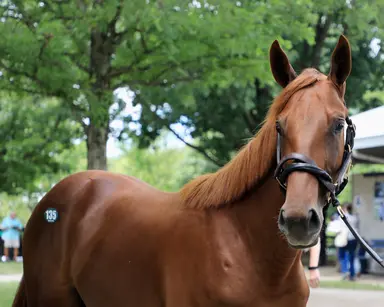 $600,000 Vekoma colt tops Fasig-Tipton’s July sale of selected yearlings