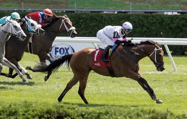 Lord Flintshire working bullets for steeplechase return in Kiser Memorial